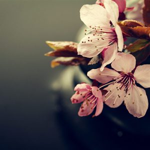 دانلود عکس با کیفیت از شکوفه های بهاری