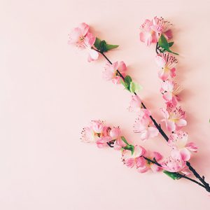 دانلود عکس با کیفیت شکوفه بهاری در بک گراند صورتی