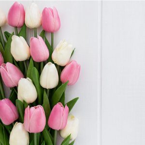 دانلود عکس با کیفیت گل های لاله صورتی و سفید