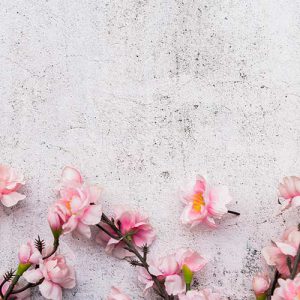 دانلود عکس با کیفیت شکوفه های صورتی گیلاس