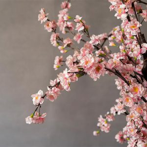 دانلود عکس با کیفیت شاخه ای از شکوفه های صورتی گیلاس