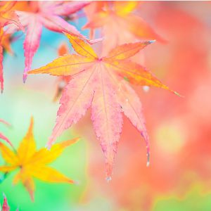 دانلود عکس با کیفیت از برگ های زیبا پاییزی