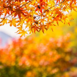 دانلود عکس با کیفیت از درختان و برگ های پاییزی