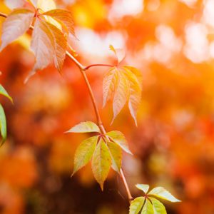 دانلود عکس با کیفیت از برگ پاییزی