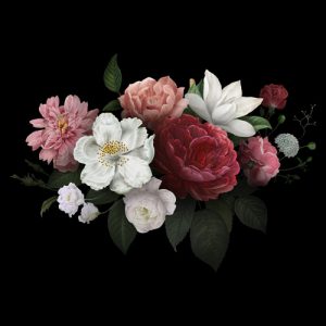 عکس با کیفیت و هنری از گل های زیبا و رنگارنگ مناسب برای طراحی های مربوط به فصل بهار