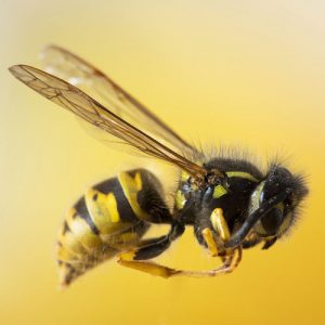 دانلود عکس با کیفیت از زنبور عسل