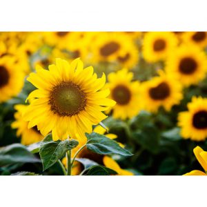 دانلود عکس با کیفیت از گل آفتابگردان