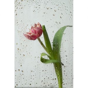 دانلود عکس با کیفیت و زیبا از گل لاله و باران