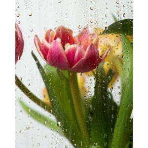 دانلود عکس با کیفیت و زیبا از گل لاله و باران