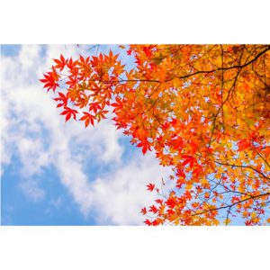 دانلود عکس با کیفیت و زیبا از درختان پاییزی