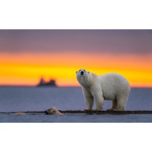 دانلود عکس هنری و با کیفیت از خرس قطبی