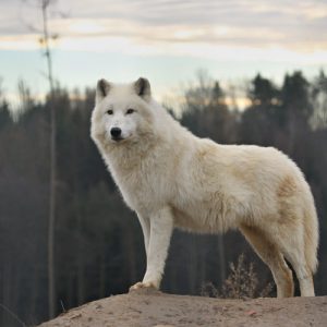 دانلود عکس هنری و با کیفیت از گرگ سفید و زیبا